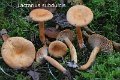 Lactarius subdulcis-amf1084